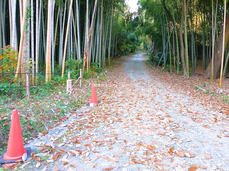 現地写真（前面道路含む現地写真）